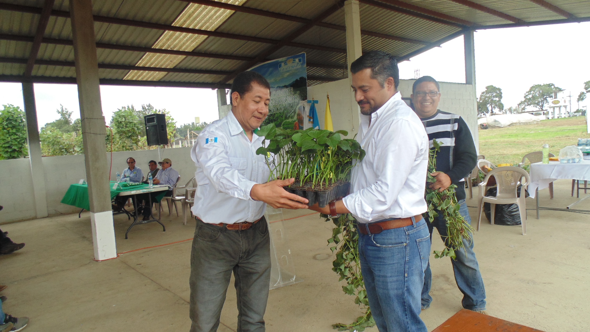 Alternativa sostenible contra la desnutrición, primeras dos variedades de camote biofortificado en Guatemala a disposición de los agricultores